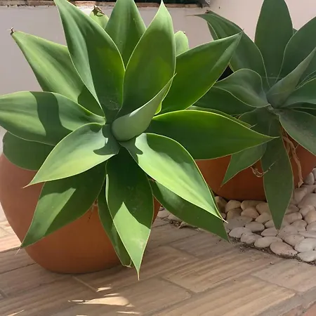 Casa Da Se Renovated Traditional Townhouse With Courtyard