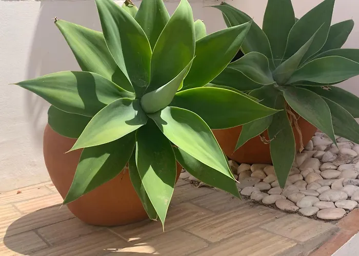 Casa Da Se Renovated Traditional Townhouse With Courtyard